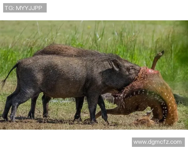 足球明星猪与老虎的奇幻对决揭示了勇气与智慧的较量